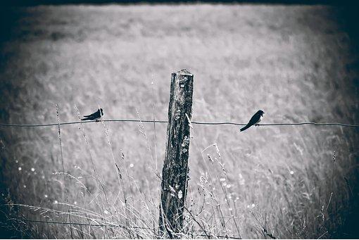 Bird Swallow 2